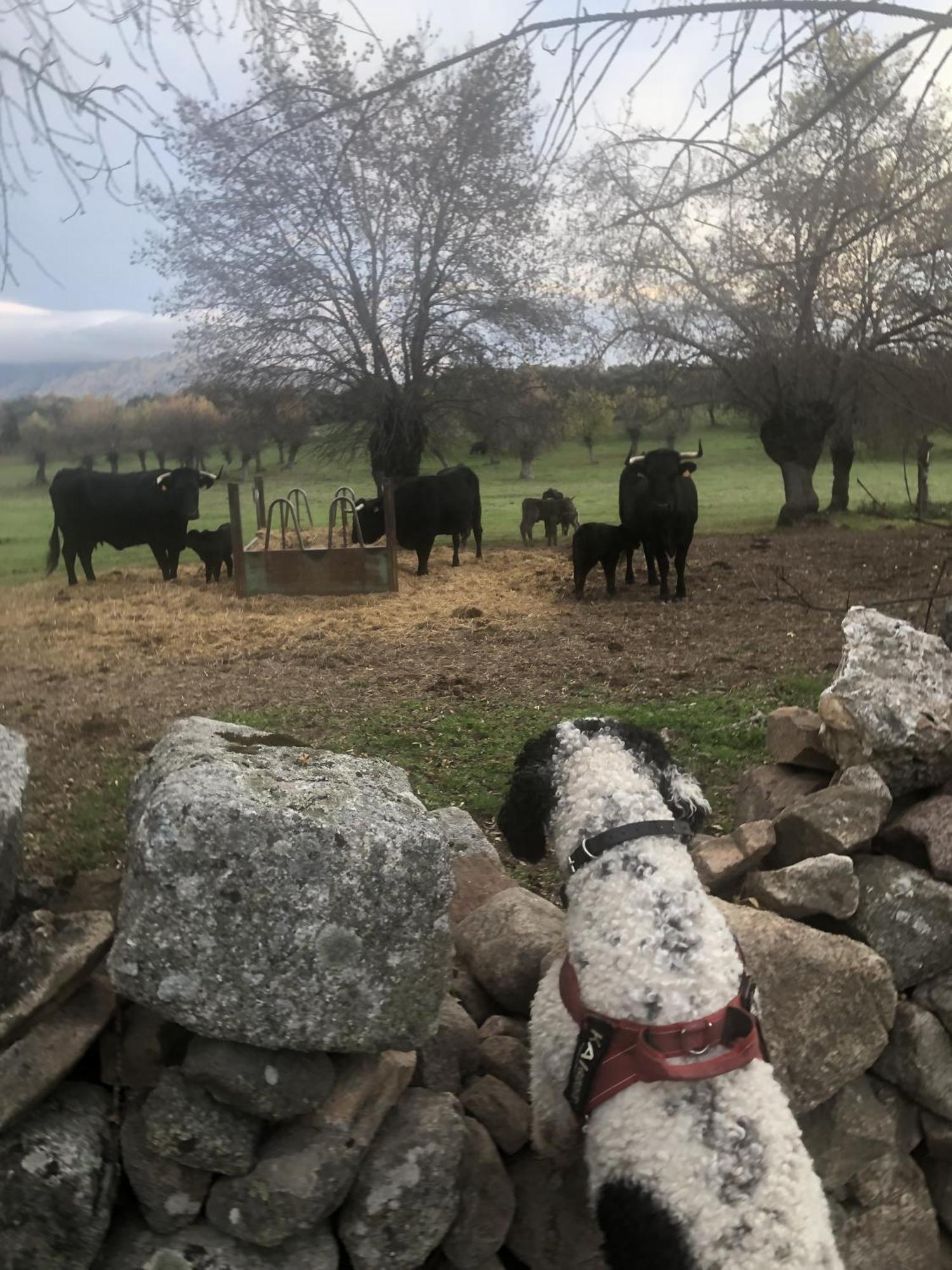 Rural El Petirrojo Con Patio Jardin Farm stay *